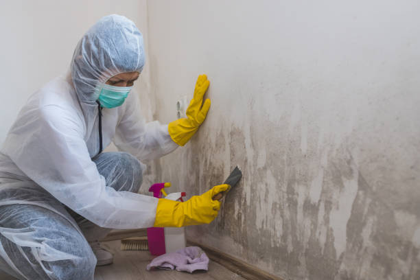 Best Best Mold Removal Companies  in Mountain View, HI