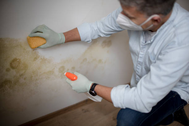 Best Emergency Mold Removal  in Mountain View, HI