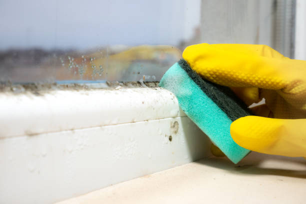 Best Mold Damage Repair  in Mountain View, HI