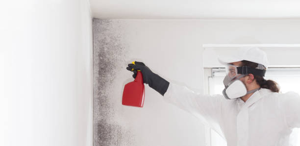 Best Commercial Mold Removal  in Mountain View, HI