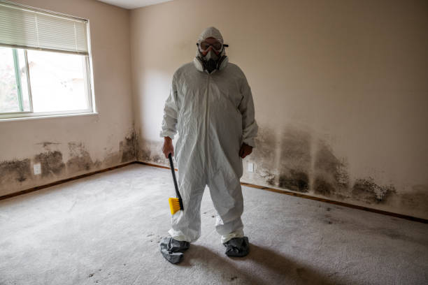 Best Certified Mold Removal  in Mountain View, HI